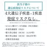 マンチカン(短足)【神奈川県・女の子・2025年8月1日・ブルー】の写真4「🧬 4大遺伝子疾患＋1疾患🧬 検査済み✨発症リスクなし🔒 安心して迎えられる子猫です🐱💖」