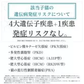 サイベリアン【神奈川県・女の子・2025年7月31日・クリーム&ホワイト】の写真4「🧬 4大遺伝子疾患＋1疾患🧬 検査済み✨発症リスクなし🔒 安心して迎えられる子猫です🐱💖」