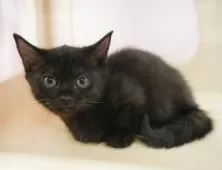 マンチカン(短足)【神奈川県・女の子・2025年2月2日・ブラックスモーク】の写真5「当日見学OK！！まずは、お気軽にご連絡ください🎶」