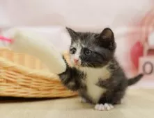 マンチカン(長足)【神奈川県・女の子・2025年5月5日・シルバーパッチドタビー&ホワイト】の写真5「🌟全頭総額表示🌟接種済ワクチン代・マイクロチップ代・健康診断料込」