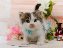 サイベリアン【神奈川県・男の子・2025年6月4日・ブラウンタビー&ホワイト】の写真5「🌟全頭総額表示🌟接種済ワクチン代・マイクロチップ代・健康診断料込」