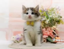 ノルウェージャンフォレストキャット【神奈川県・女の子・2025年9月5日・ブラウンタビー&ホワイト】の写真5「🌟全頭総額表示🌟接種済ワクチン代・マイクロチップ代・健康診断料込」