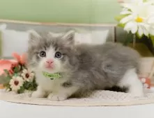 ノルウェージャンフォレストキャット【神奈川県・男の子・2025年10月5日・ブルータビー&ホワイト】の写真5「🌟全頭総額表示🌟接種済ワクチン代・マイクロチップ代・健康診断料込」