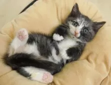 マンチカン(長足)【神奈川県・女の子・2025年5月5日・シルバーパッチドタビー&ホワイト】の写真6「当日見学OK！！まずは、お気軽にご連絡ください🎶」