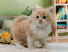 サイベリアン【神奈川県・女の子・2025年6月17日・クリーム&ホワイト】の写真6「当日見学OK！！まずは、お気軽にご連絡ください🎶」