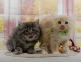サイベリアン【神奈川県・男の子・2024年12月21日・ブルータビー】の写真6「🐱複数頭見学🐱大歓迎🎉一度の見学で他のネコちゃんたちも見れます💕」