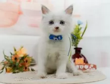 ラグドール【神奈川県・男の子・2025年5月7日・ブルーポイントバイカラー】の写真5「当日見学OK！！まずは、お気軽にご連絡ください🎶」