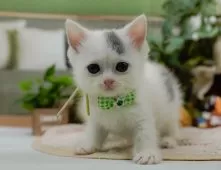 マンチカン(長足)【神奈川県・男の子・2025年6月15日・ブルー&ホワイト】の写真6「当日見学OK！！まずは、お気軽にご連絡ください🎶」