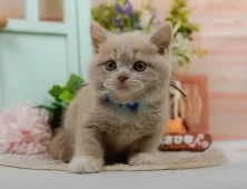 マンチカン(長足)【神奈川県・男の子・2025年5月18日・クリーム&ホワイト】の写真5「当日見学OK！！まずは、お気軽にご連絡ください🎶」