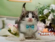 ノルウェージャンフォレストキャット【神奈川県・男の子・2025年9月5日・ブラウンタビー&ホワイト】の写真5「🌟全頭総額表示🌟接種済ワクチン代・マイクロチップ代・健康診断料込」