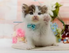 サイベリアン【神奈川県・男の子・2025年6月4日・ブラウンタビー&ホワイト】の写真6「当日見学OK！！まずは、お気軽にご連絡ください🎶」