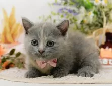 マンチカン(短足)【神奈川県・女の子・2025年7月31日・ダイリュートキャリコ】の写真5「🌟全頭総額表示🌟接種済ワクチン代・マイクロチップ代・健康診断料込」