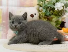 ブリティッシュショートヘア【神奈川県・男の子・2025年8月19日・ブルー】の写真5「🌟全頭総額表示🌟接種済ワクチン代・マイクロチップ代・健康診断料込」