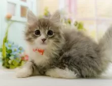 ノルウェージャンフォレストキャット【神奈川県・女の子・2025年9月20日・ブルータビー&ホワイト】の写真5「🌟全頭総額表示🌟接種済ワクチン代・マイクロチップ代・健康診断料込」