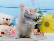サイベリアン【神奈川県・男の子・2025年3月19日・クリーム&ホワイト】の写真6「🚃三ツ境駅から徒歩５分🐾駅からまっすぐ歩いたら到着します🎶」