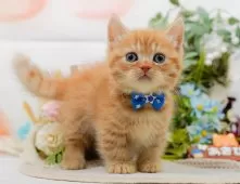 マンチカン(短足)【神奈川県・男の子・2025年9月12日・レッドタビー】の写真6「当日見学OK！！まずは、お気軽にご連絡ください🎶」