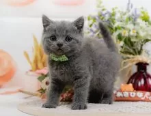 ブリティッシュショートヘア【神奈川県・男の子・2025年8月19日・ブルー】の写真6「当日見学OK！！まずは、お気軽にご連絡ください🎶」