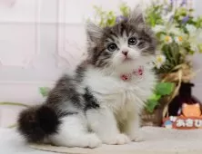 ミヌエット(長足)【神奈川県・女の子・2025年8月23日・ブラウンタビー&ホワイト】の写真6「当日見学OK！！まずは、お気軽にご連絡ください🎶」