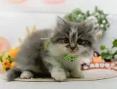 サイベリアン【神奈川県・男の子・2025年2月3日・ブルータビー&ホワイト】の写真9「ママさん猫が遊んでいるキャットランも完備🥎」