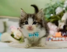 ノルウェージャンフォレストキャット【神奈川県・男の子・2025年9月5日・ブラウンタビー&ホワイト】の写真6「当日見学OK！！まずは、お気軽にご連絡ください🎶」