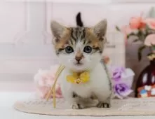 マンチカン(短足)【神奈川県・男の子・2025年3月15日・ブラウンタビー&ホワイト】の写真7「ママさん猫が遊んでいるキャットランも完備🥎」