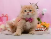 ミヌエット(長足)【神奈川県・女の子・2025年1月23日・レッドタビー】の写真7「ママさん猫が遊んでいるキャットランも完備🥎」