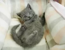 ブリティッシュショートヘア【神奈川県・男の子・2025年7月7日・ブルー】の写真6「当日見学OK！！まずは、お気軽にご連絡ください🎶」