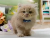 ラガマフィン【神奈川県・男の子・2025年5月18日・クリーム】の写真6「🚃三ツ境駅から徒歩５分🐾駅からまっすぐ歩いたら到着します🎶」