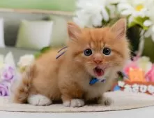 ミヌエット(短足)【神奈川県・男の子・2025年3月24日・レッドタビー&ホワイト】の写真7「ママさん猫が遊んでいるキャットランも完備🥎」