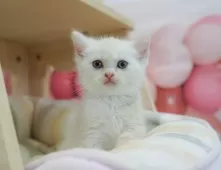 マンチカン(長足)【神奈川県・女の子・2025年5月5日・クリームタビー】の写真8「ママさん猫が遊んでいるキャットランも完備🥎」