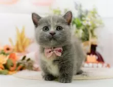 マンチカン(短足)【神奈川県・女の子・2025年7月31日・ダイリュートキャリコ】の写真7「🚃三ツ境駅から徒歩５分🐾駅からまっすぐ歩いたら到着します🎶」