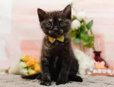 アメリカンショートヘア【神奈川県・女の子・2025年10月28日・ブラックスモーク】の写真7「🚃三ツ境駅から徒歩５分🐾駅からまっすぐ歩いたら到着します🎶」