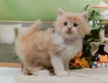 サイベリアン【神奈川県・女の子・2025年6月17日・クリーム&ホワイト】の写真8「ママさん猫が遊んでいるキャットランも完備🥎」