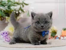 マンチカン(短足)【神奈川県・男の子・2025年3月25日・ブルー】の写真8「🐱複数頭見学🐱大歓迎🎉一度の見学で他のネコちゃんたちも見れます💕」