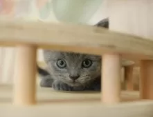 ブリティッシュショートヘア【神奈川県・男の子・2025年7月7日・ブルー】の写真7「🚃三ツ境駅から徒歩５分🐾駅からまっすぐ歩いたら到着します🎶」