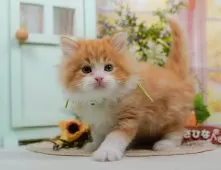 サイベリアン【神奈川県・男の子・2025年3月25日・レッドタビー&ホワイト】の写真7「ママさん猫が遊んでいるキャットランも完備🥎」