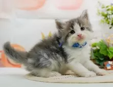 サイベリアン【神奈川県・男の子・2025年5月4日・ブルータビー&ホワイト】の写真7「ママさん猫が遊んでいるキャットランも完備🥎」