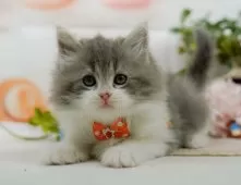 サイベリアン【神奈川県・男の子・2025年3月25日・ブルー&ホワイト】の写真7「ママさん猫が遊んでいるキャットランも完備🥎」