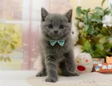 ブリティッシュショートヘア【神奈川県・男の子・2025年8月19日・ブルー】の写真7「🚃三ツ境駅から徒歩５分🐾駅からまっすぐ歩いたら到着します🎶」