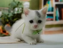 マンチカン(長足)【神奈川県・男の子・2025年6月15日・ブルー&ホワイト】の写真8「ママさん猫が遊んでいるキャットランも完備🥎」