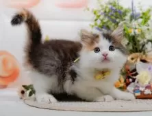 ノルウェージャンフォレストキャット【神奈川県・女の子・2025年4月26日・キャリコ】の写真7「ママさん猫が遊んでいるキャットランも完備🥎」