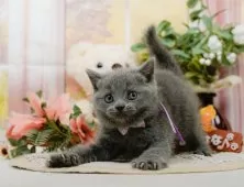 ブリティッシュショートヘア【神奈川県・女の子・2025年4月9日・ブルー】の写真7「ママさん猫が遊んでいるキャットランも完備🥎」