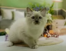 ラグドール【神奈川県・女の子・2024年10月20日・ブルーポイントミテッド】の写真5「生後79日🐾少し大きくなりました🐱💓」