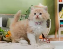 サイベリアン【神奈川県・女の子・2025年6月17日・クリーム&ホワイト】の写真9「🐱複数頭見学🐱大歓迎🎉一度の見学で他のネコちゃんたちも見れます💕」