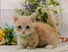 マンチカン(短足)【神奈川県・男の子・2025年6月11日・クリームタビー】の写真6「当日見学OK！！まずは、お気軽にご連絡ください🎶」