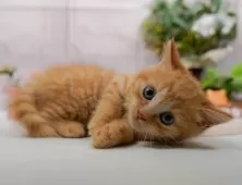 マンチカン(長足)【神奈川県・男の子・2025年8月27日・レッドタビー】の写真8「ママさん猫が遊んでいるキャットランも完備🥎」