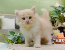 サイベリアン【神奈川県・女の子・2025年7月31日・クリーム&ホワイト】の写真8「ママさん猫が遊んでいるキャットランも完備🥎」