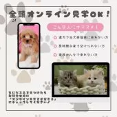 マンチカン(長足)【神奈川県・女の子・2024年10月31日・シルバーパッチドタビー&ホワイト】の写真8「🛫遠方の方はオンライン見学もOK🚄お持ちのケータイで簡単に今のネコちゃんの様子を見れます💖」