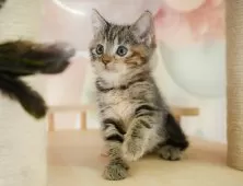 マンチカン(長足)【神奈川県・女の子・2025年8月24日・ブラウンパッチドタビー】の写真8「ママさん猫が遊んでいるキャットランも完備🥎」