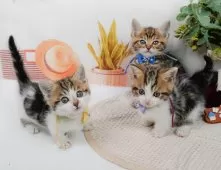 マンチカン(短足)【神奈川県・男の子・2025年3月15日・ブラウンタビー&ホワイト】の写真8「🐱複数頭見学🐱大歓迎🎉一度の見学で他のネコちゃんたちも見れます💕」